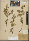 Foto von Salix alba L. x Salix fragilis L.